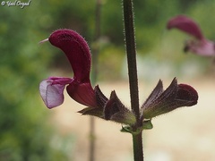 Salvia hierosolymitana