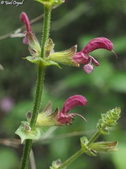 Salvia hierosolymitana