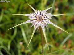 Tragopogon coelesyriacus