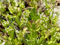 Valerianella muricata