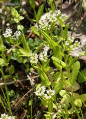 Valerianella muricata