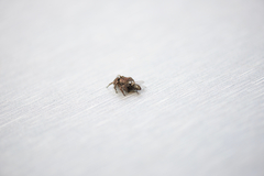 Maratus lobatus