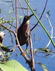 Butorides virescens image