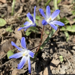 Scilla