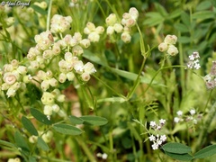Valerianella vesicaria