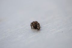 Maratus lobatus