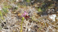 Ophrys bertolonii flavicans