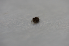 Maratus lobatus