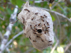 Polybia chrysothorax