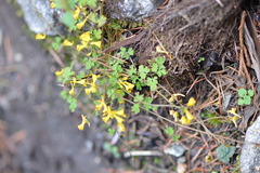 Corydalis casimiriana