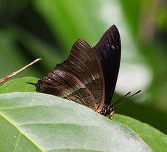 Charaxes baumanni granti