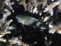 Plectroglyphidodon gascoynei