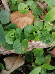 Centella asiatica