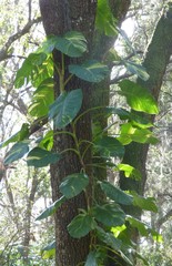 Epipremnum