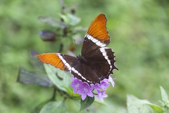 Siproeta epaphus