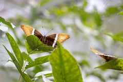 Siproeta epaphus