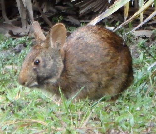 ヒメヌマチウサギ