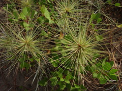 Spinifex littoreus