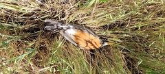 Turdus migratorius