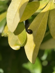 Exochomus quadripustulatus