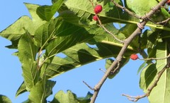 Rubus sellowii