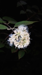 Ageratina areolaris