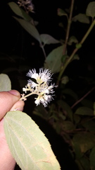 Ageratina areolaris