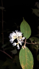 Ageratina areolaris