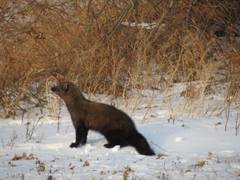Fisher photo 2