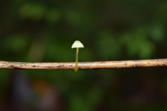 Mycena chusqueophila
