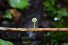 Mycena chusqueophila