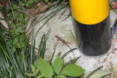 Sphenomorphus indicus