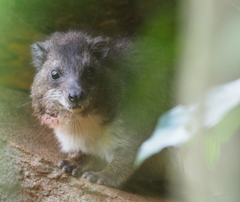 Dendrohyrax validus