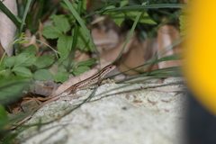 Sphenomorphus indicus