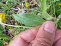 Scorpiurus muricatus