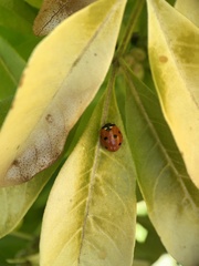 Coccinella septempunctata