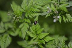 Adomerus triguttulus