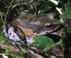 Leptodactylus pentadactylus