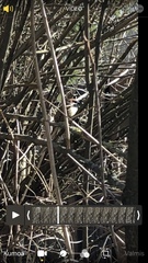 Passer montanus