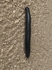 Ommatoiulus sabulosus aimatopodus