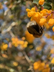 Bombus hypnorum