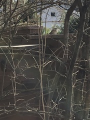 Passer montanus