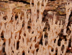 Artomyces austropiperatus