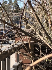 Passer montanus