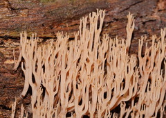 Artomyces austropiperatus