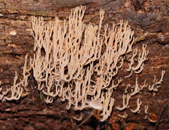 Artomyces austropiperatus