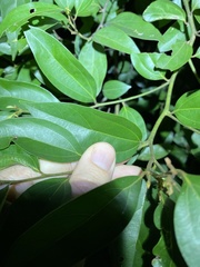 Cryptocarya triplinervis triplinervis