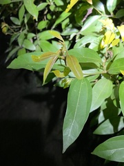 Cryptocarya triplinervis triplinervis