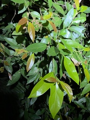 Cryptocarya triplinervis triplinervis