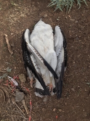 Geranoaetus polyosoma polyosoma